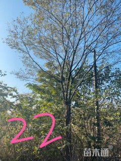 23公分朴树