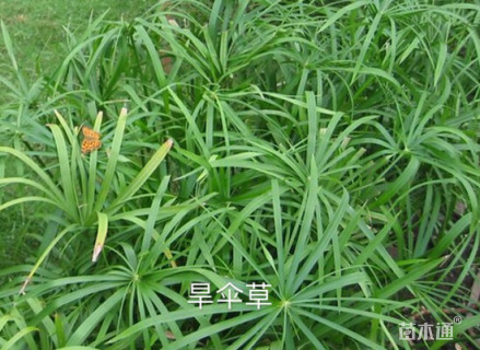 高度20厘米旱伞草