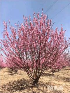 高度200厘米丛生榆叶梅