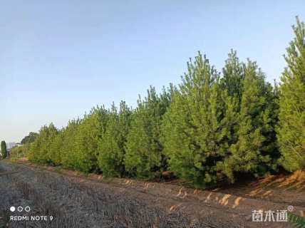 移栽苗白皮松