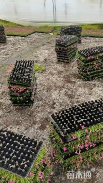 高度6厘米欧石竹