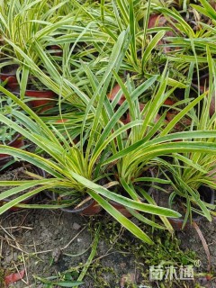 高度20厘米金边麦冬