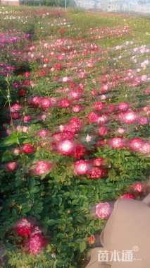 高度35厘米月季