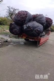 30公分紫薇花瓶