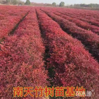 高度40厘米南天竹