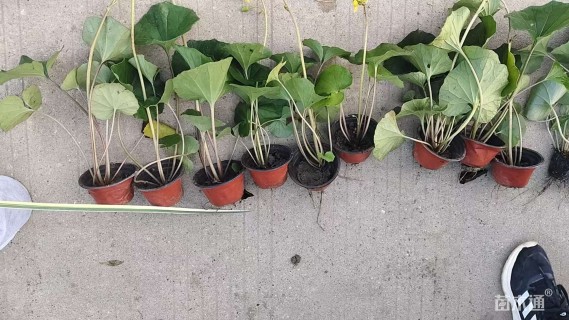 高度30厘米大吴风草