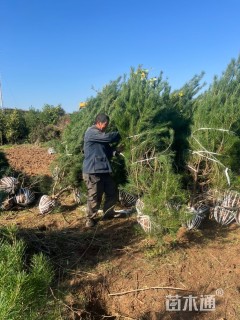 高度150厘米白皮松