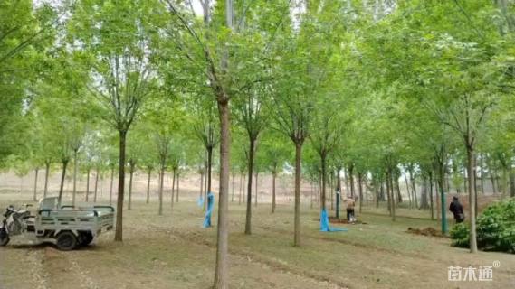 18公分速生白蜡