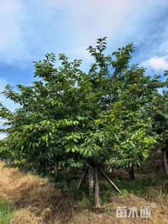 12公分红粉佳人樱