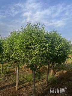 冠幅120厘米卫矛球