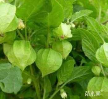 高度30厘米慈姑