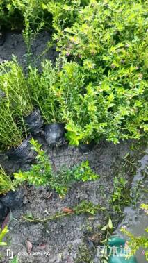 高度25厘米满天星