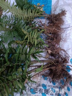 高度50厘米荚果蕨