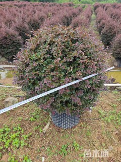 冠幅100厘米红花继木球