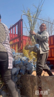 高度100厘米连翘