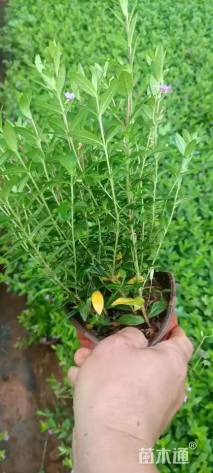 高度20厘米萼距花