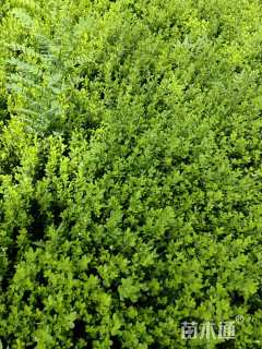 高度30厘米小叶黄杨