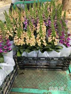 高度40厘米毛地黄