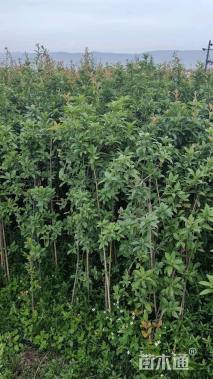 高度160厘米球花石楠