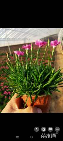 高度17厘米欧石竹