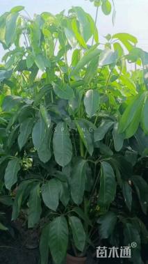 高度90厘米澳洲鸭脚木