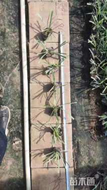 高度15厘米金边麦冬