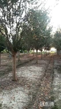 高度350厘米速生紫薇