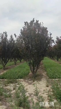 高度500厘米丛生紫叶李