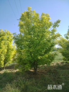 高度300厘米丛生金叶白蜡