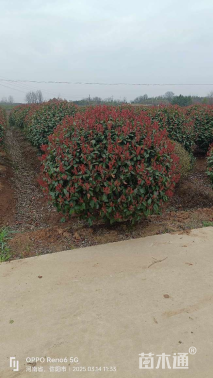 冠幅140厘米红叶石楠球