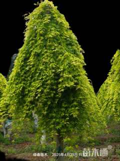 苗圃供黄金流泉