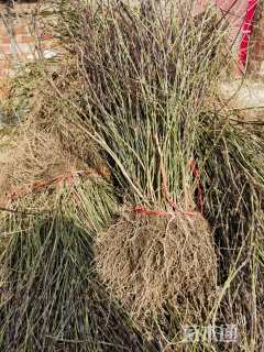 高度40厘米迎春花