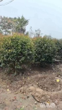 冠幅120厘米红叶石楠球