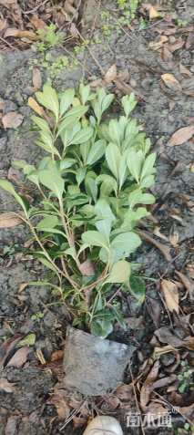 高度40厘米海桐