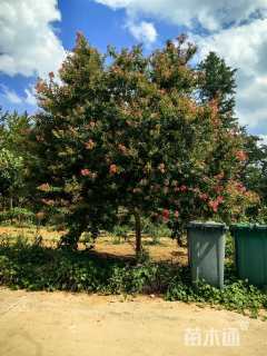 15公分小叶紫薇