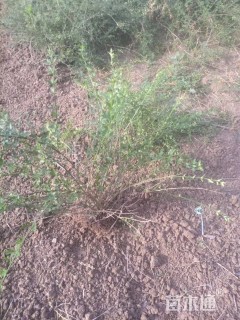 高度40厘米迎春花