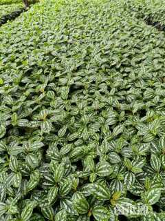 高度10厘米冷水花