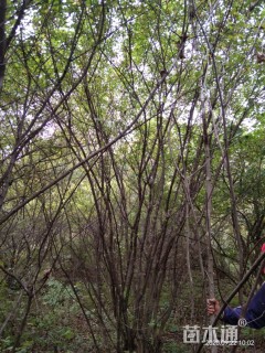 8公分茶条槭