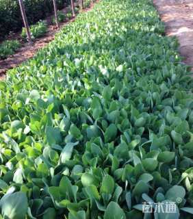 高度15厘米八宝景天