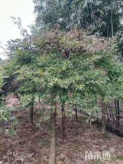 高度180厘米羽毛枫