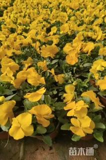 高度15厘米三色堇