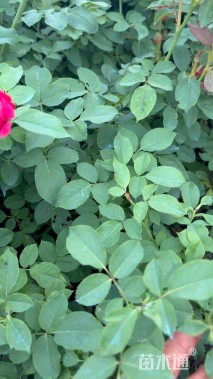 高度50厘米丰花月季小苗