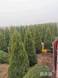 高度100厘米柏树