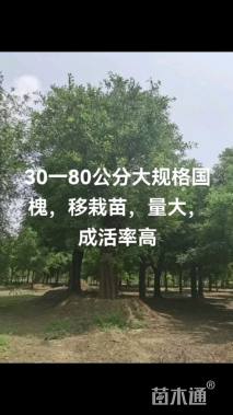 80公分国槐