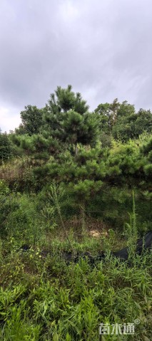 高度400厘米黑松