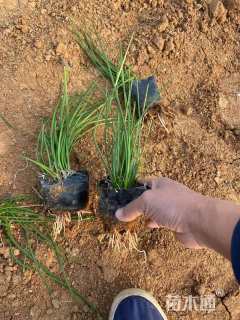 高度30厘米葱兰