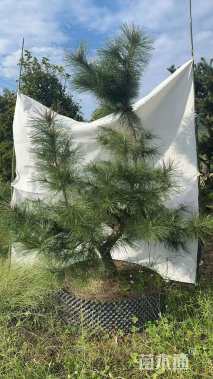 高度130厘米黑松