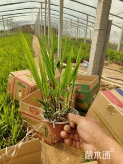 高度35厘米小盼草