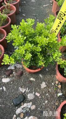 高度80厘米米兰球