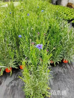 高度20厘米矢车菊